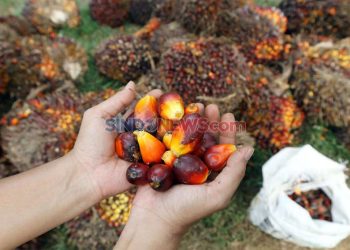 B50 Mulai 1 Juli, Apakah Ini Solusi Ketahanan Energi Tanpa Mengorbankan Petani?