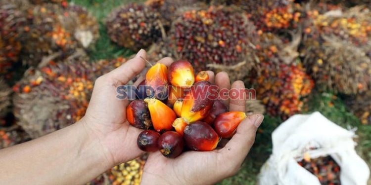 B50 Mulai 1 Juli, Apakah Ini Solusi Ketahanan Energi Tanpa Mengorbankan Petani?