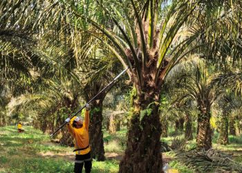 Industri Sawit Sebagai Penopang Ekonomi Devisa dan Ketahanan Energi Menurut BPDP