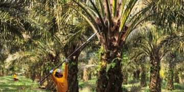 Industri Sawit Sebagai Penopang Ekonomi Devisa dan Ketahanan Energi Menurut BPDP