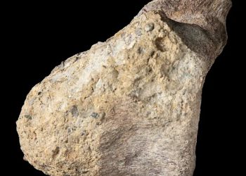 Fosil Terlupakan 40 Tahun Ternyata Dinosaurus Pertama di Antartika