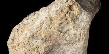 Fosil Terlupakan 40 Tahun Ternyata Dinosaurus Pertama di Antartika