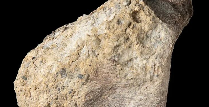 Fosil Terlupakan 40 Tahun Ternyata Dinosaurus Pertama di Antartika