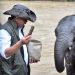 Inpres Gajah Dapat Perkuat Perlindungan Habitat dan Dapat Apresiasi Menhut
