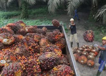 Kasus Hukum Audit Menyeluruh Tata Kelola Sawit Sitaan Negara oleh Febrie