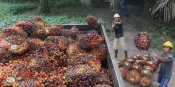 Kasus Hukum Audit Menyeluruh Tata Kelola Sawit Sitaan Negara oleh Febrie