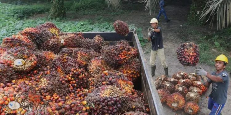 Kasus Hukum Audit Menyeluruh Tata Kelola Sawit Sitaan Negara oleh Febrie