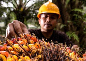 Mendorong Penerapan Ekonomi Sirkular pada Sektor Industri Kelapa Sawit