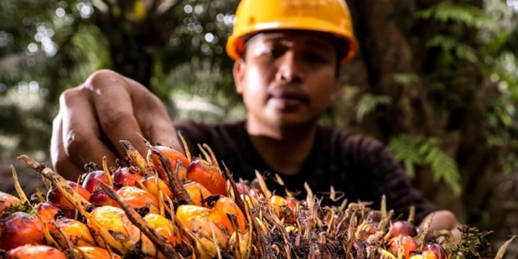 Mendorong Penerapan Ekonomi Sirkular pada Sektor Industri Kelapa Sawit