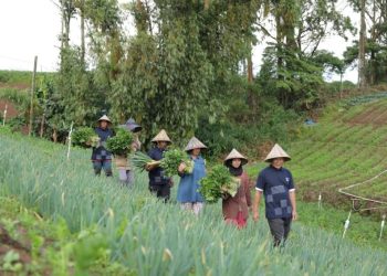 Sentra Sayuran Sulsel Didorong Dari Rumah Koran Kanreapia Gowa
