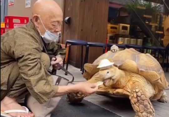 Tren Penolakan Memiliki Anak Meningkat di Jepang, Popularitas Bayi Berbulu Naik Drastis