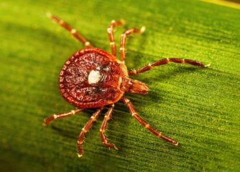 4 Fakta Virus Langka Bourbon Ditemukan di New York, Belum Ada Obatnya