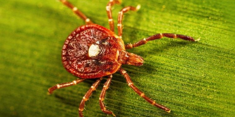 4 Fakta Virus Langka Bourbon Ditemukan di New York, Belum Ada Obatnya