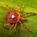 4 Fakta Virus Langka Bourbon Ditemukan di New York, Belum Ada Obatnya