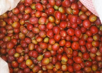 5 Negara Teratas Penghasil Kopi di Dunia, Indonesia Peringkat Berapa?
