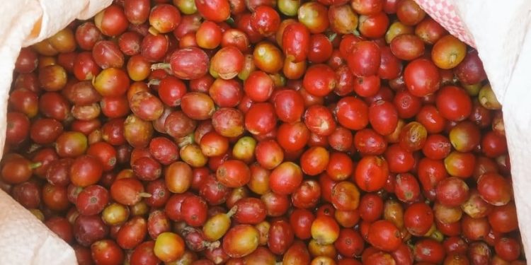 5 Negara Teratas Penghasil Kopi di Dunia, Indonesia Peringkat Berapa?