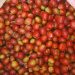 5 Negara Teratas Penghasil Kopi di Dunia, Indonesia Peringkat Berapa?