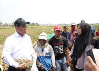 Nilai Kinerja Mentan Amran Tertinggi di Kabinet Merah Putih Raih Skor 91