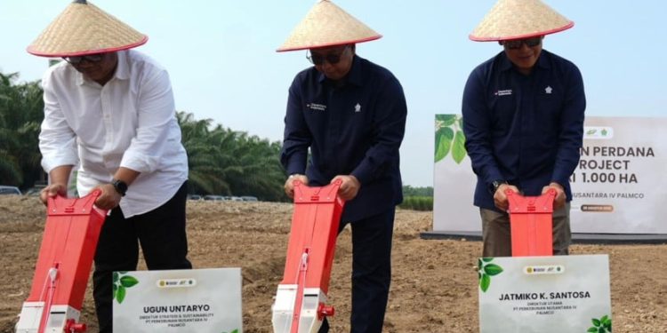 Kabupaten Serdang Bedagai Jadi Proyek Percontohan Penanaman Kedelai