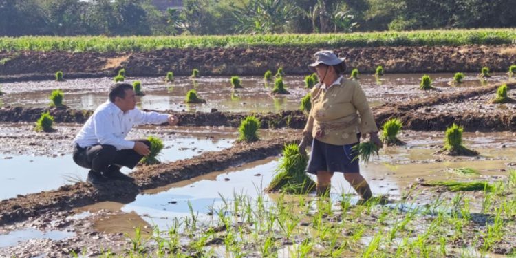 Mentan Amran Dua Tahun Berprestasi di Kabinet Merah Putih
