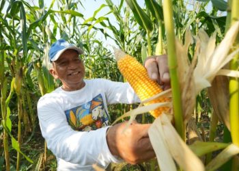 Program Agroenergi Meningkatkan Produktivitas Petani di Magetan