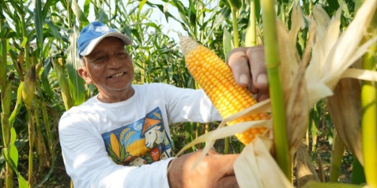 Program Agroenergi Meningkatkan Produktivitas Petani di Magetan