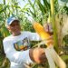 Program Agroenergi Meningkatkan Produktivitas Petani di Magetan