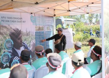 Insektisida Baru Dari Syngenta Tingkatkan Produktivitas Cabai