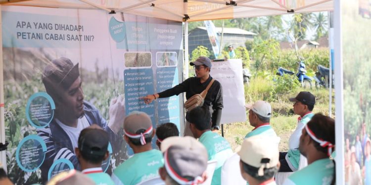 Insektisida Baru Dari Syngenta Tingkatkan Produktivitas Cabai