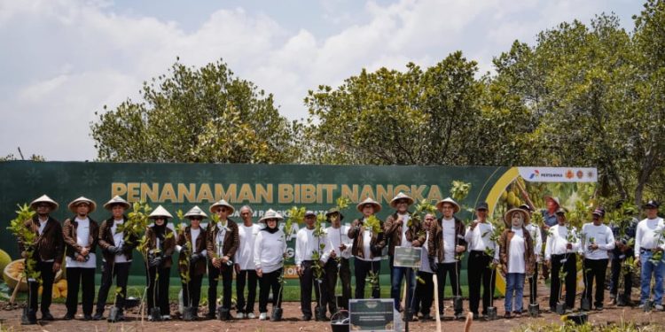 Panen Raya Nangka di Hutan Wanaboga Gunungkidul oleh Pertamina